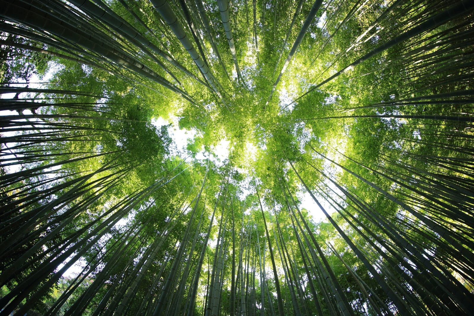 Bamboo canopy viewed from below in a forest during daylight