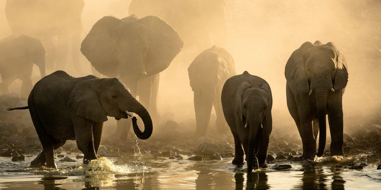 Elephants walking through shallow water at sunset
